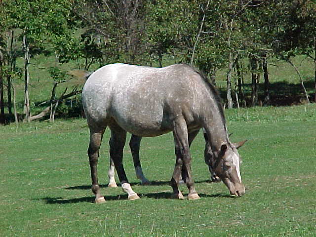 lilhorse2.jpg