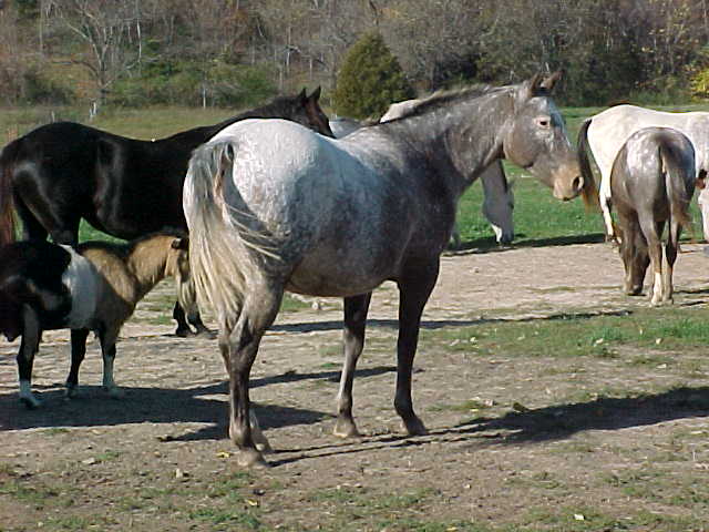 lilhorsebutt.jpg