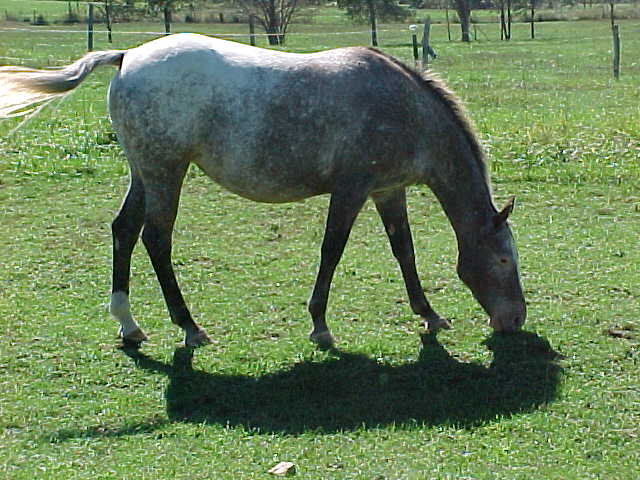 lilhorseeat.jpg
