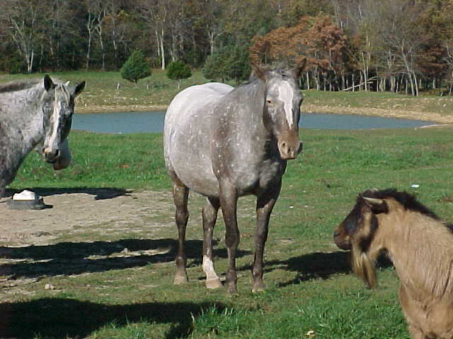 lilhorsestand.jpg
