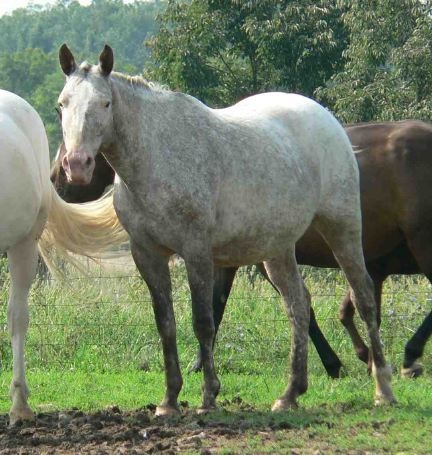 Appaloosa Mare "Li'l Horse".jpg