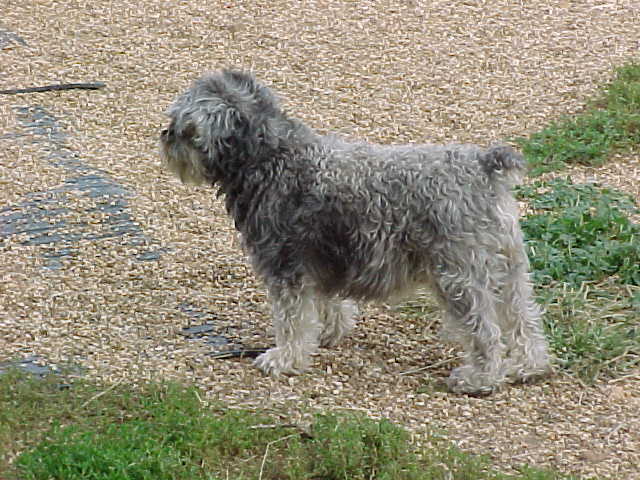 lily Miniature Schnauzer.jpg