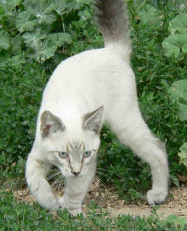 lynxmalesiamesekittenforsale.jpg