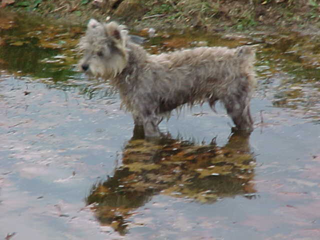 macinpondreflection. Miniature Schnauzer.jpg