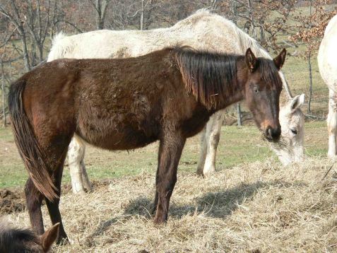 magilook Appaloosa for sale.jpg