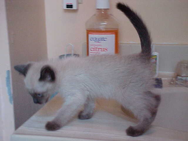 male siamese for sale.jpg