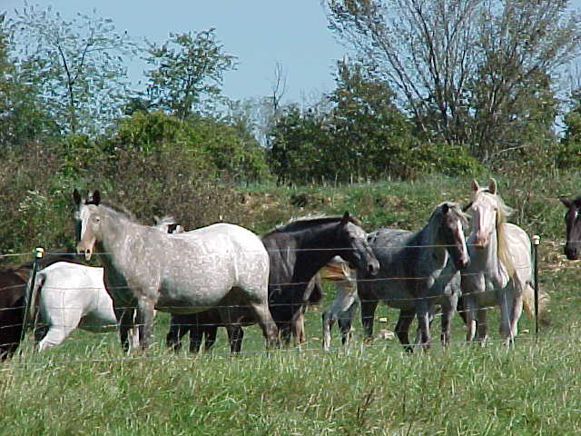 mares.jpg