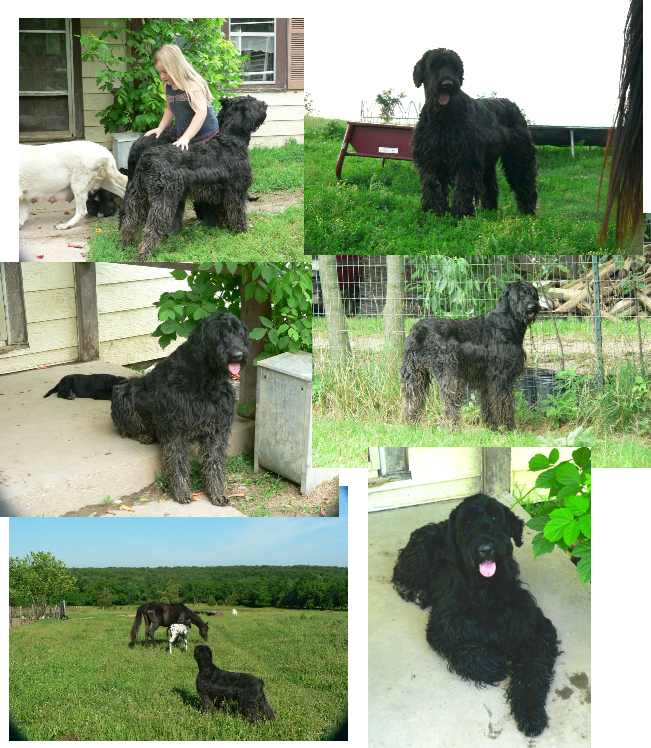 missycollage2.jpg
