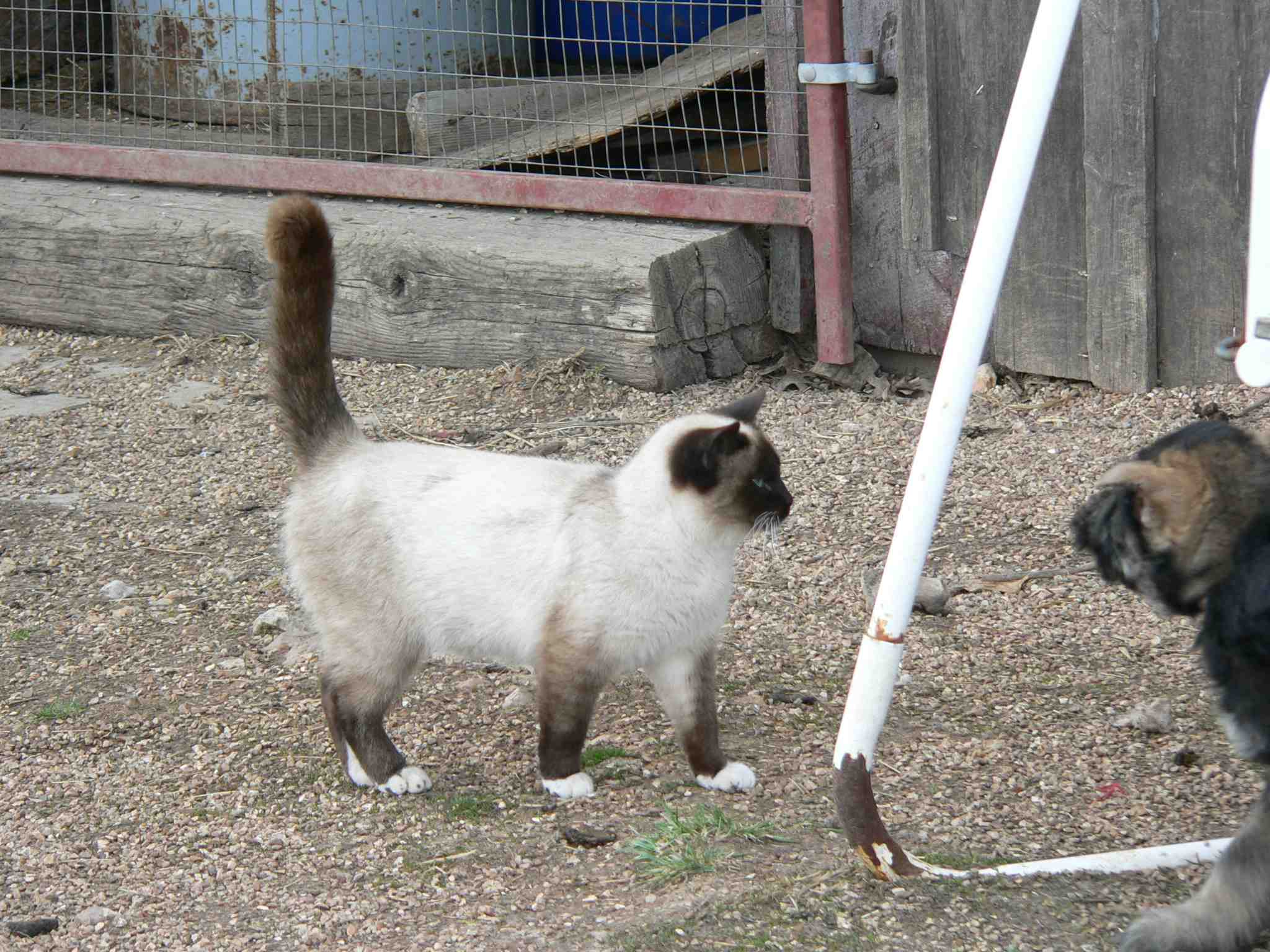 oscarmayerwhinerSiamese.jpg