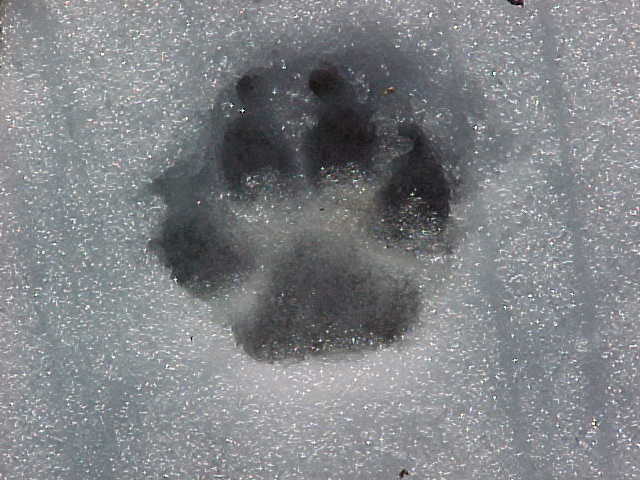 pawprintinsnow.jpg