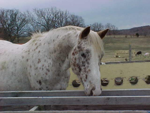 pony12.jpg
