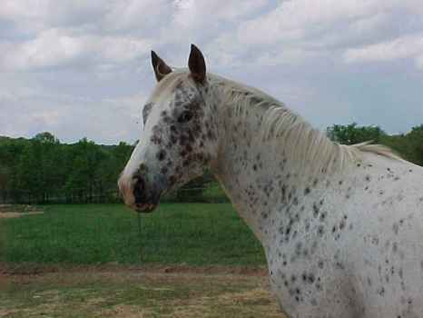 pony5.jpg