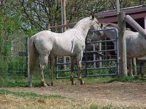 pony8.jpg