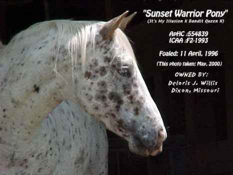 ponyheadwords.jpg