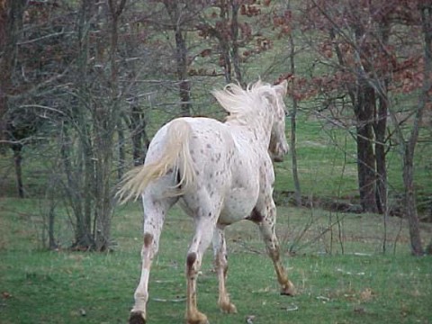 ponyrunaway.jpg