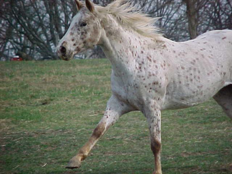 ponyruntoward.jpg