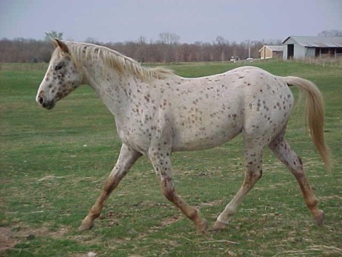 ponywalk.jpg