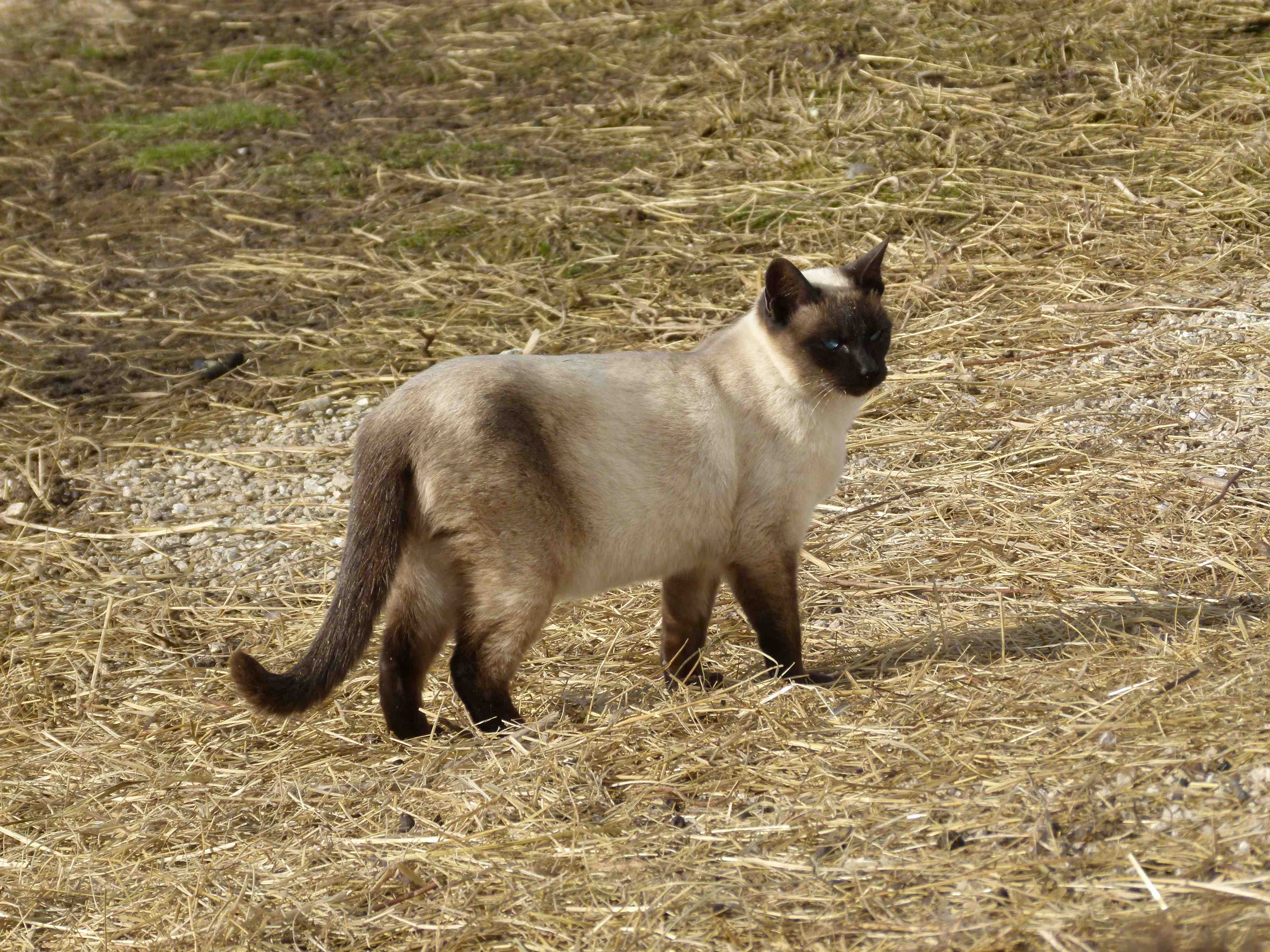 prettykitty.jpg