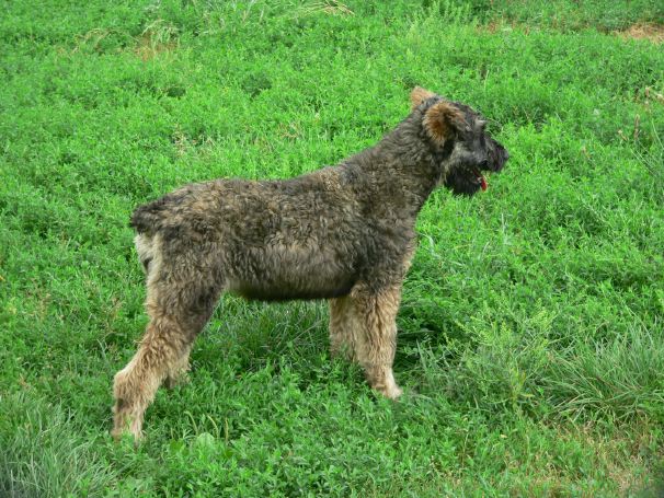 psgiantschnauzerpup.jpg