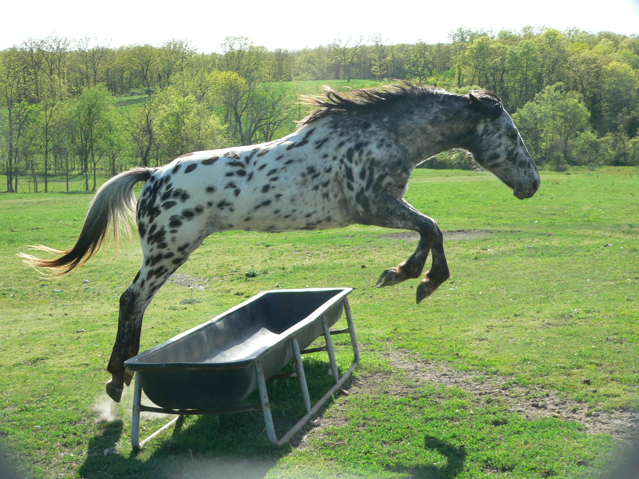 where is magic moon rox aphc standing