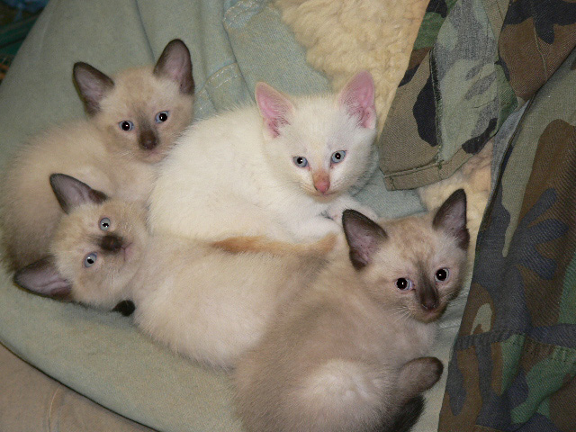 Shiva 4 SIAMESE kittens for sale.jpg