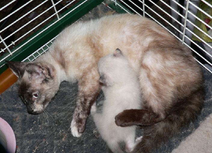 shivaandtortisnowshoekitten.jpg