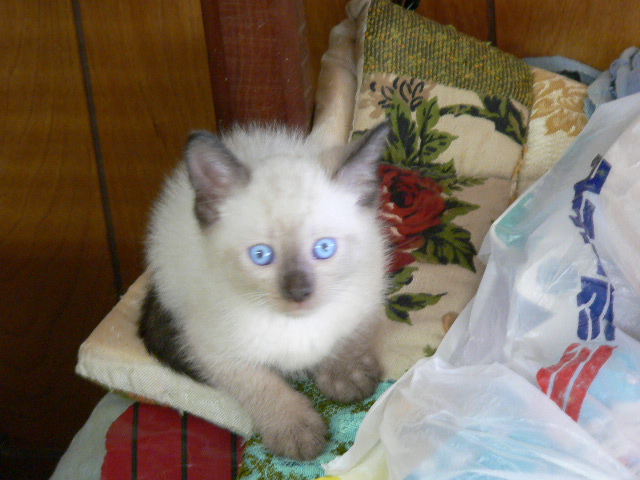 siamese seal pt. blue eyes.jpg