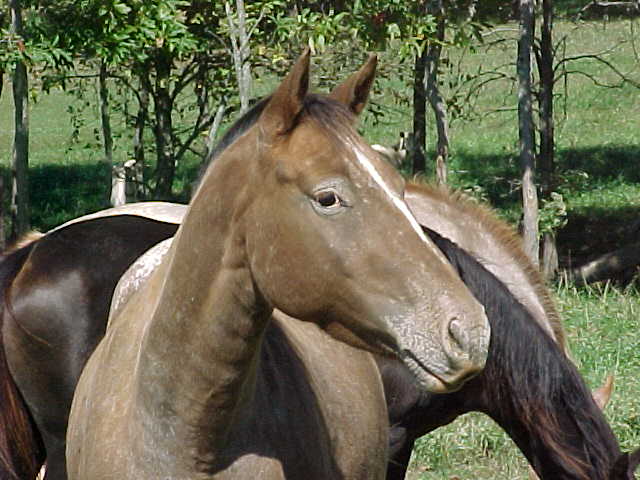 spiritface Appaloosa mare for sale.jpg