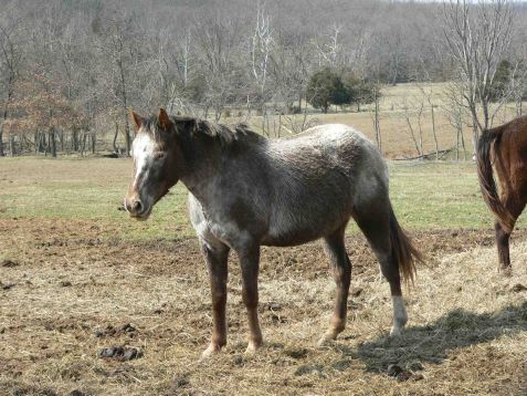 spiritsmall Appaloosa mare for sale.jpg