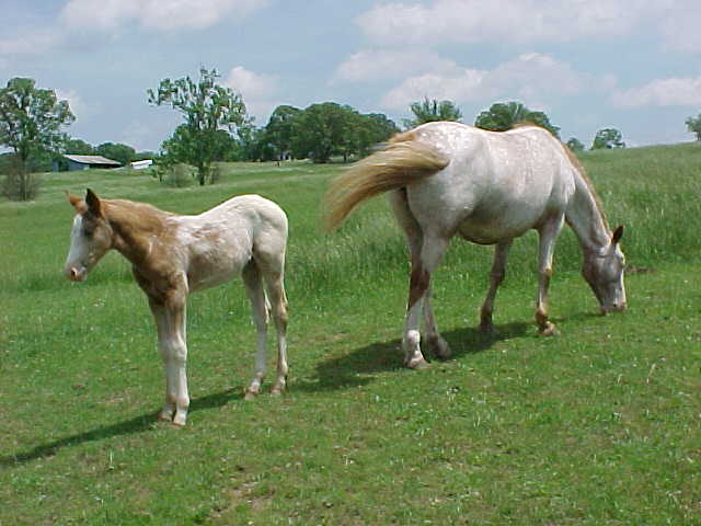 sudyandfilly2.jpg