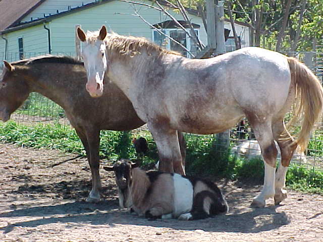 sudyspiritgoat.jpg
