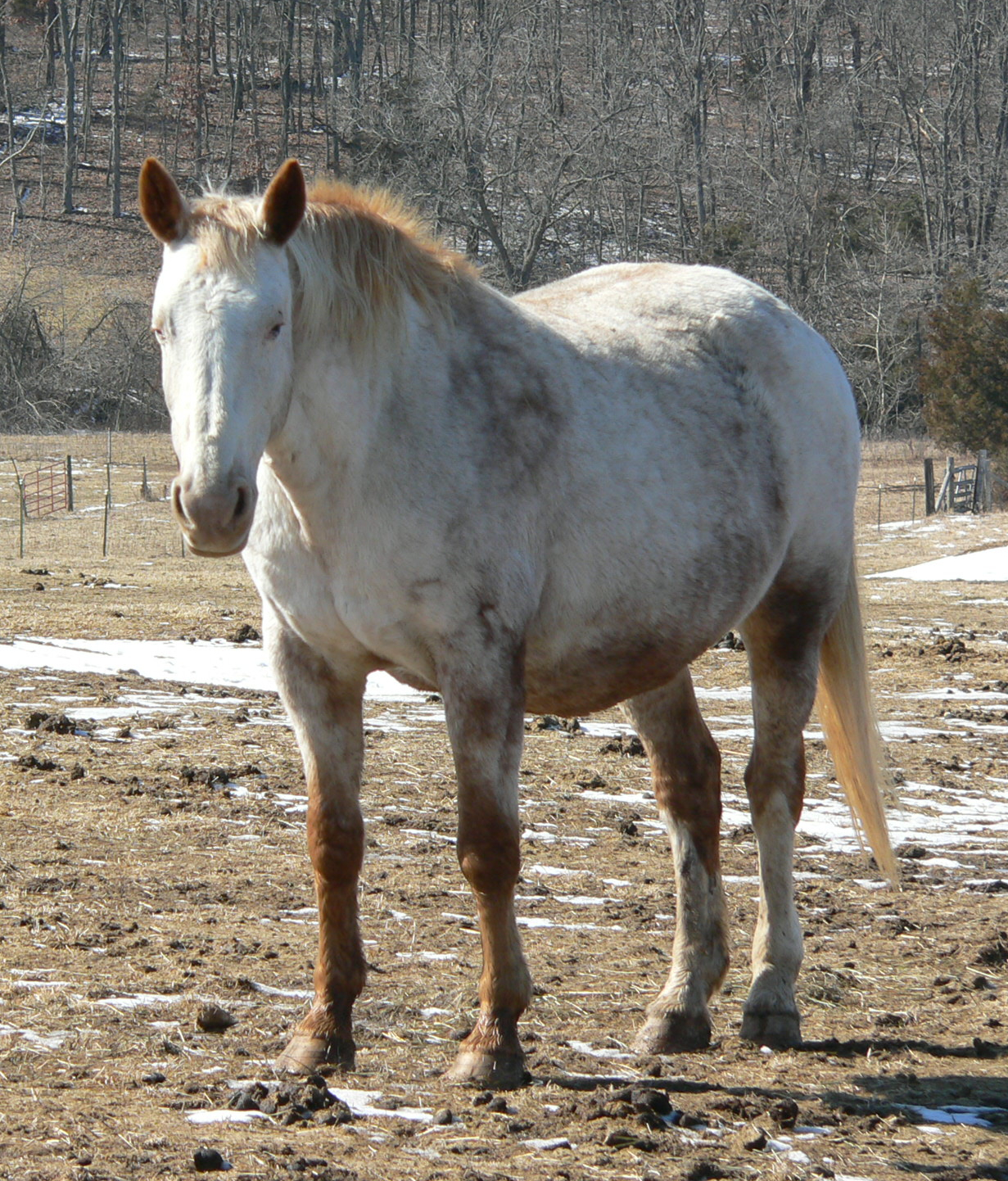 Appaloosa Mare Sudy stand.jpg