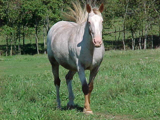 sudytailfly.jpg