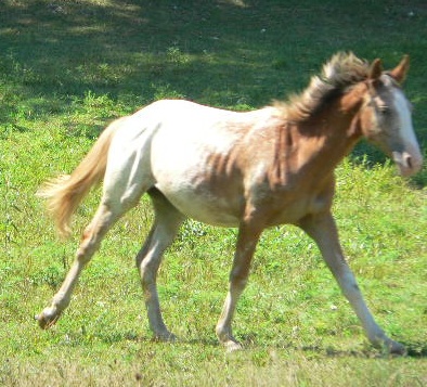 su (Appaloosa Filly) run right cropped.jpg