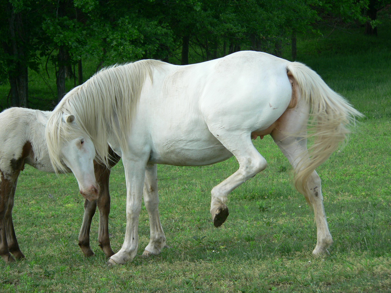 sweety3.jpg