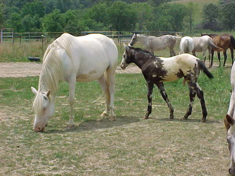 sweetyand2002coltsmokey.jpg
