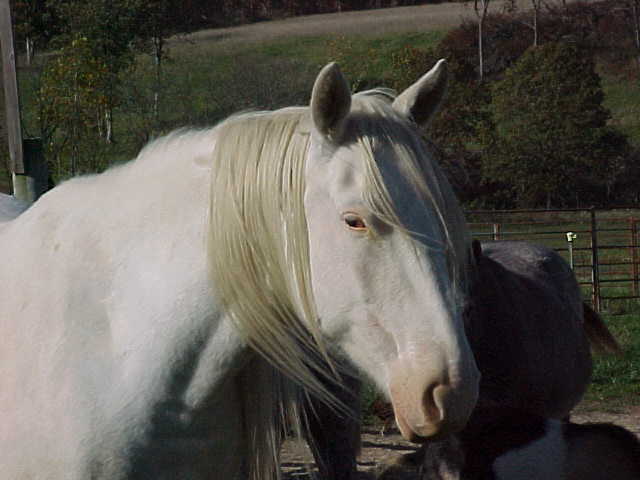 sweetyfacelongmane.jpg