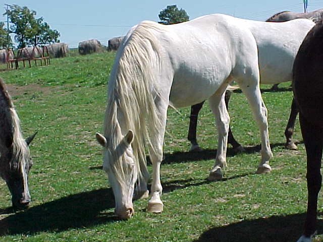 sweetylongmane.jpg