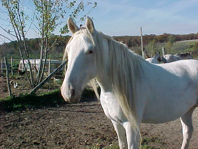 sweetylongmane1.jpg