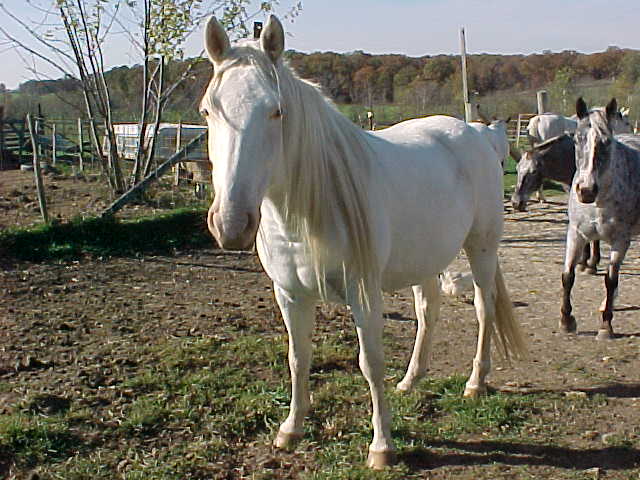 sweetylongmane2.jpg