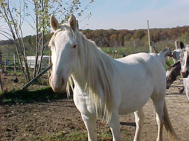 sweetylongmane3.jpg