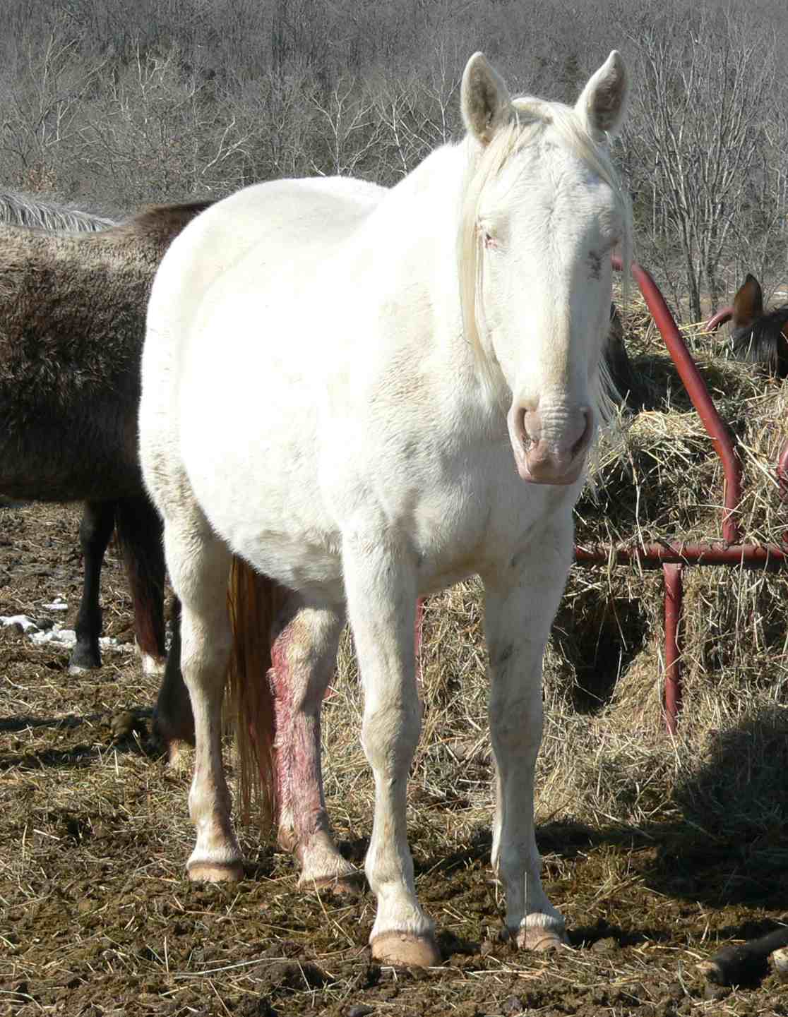 Appaloosa Mare Sweety stand.jpg