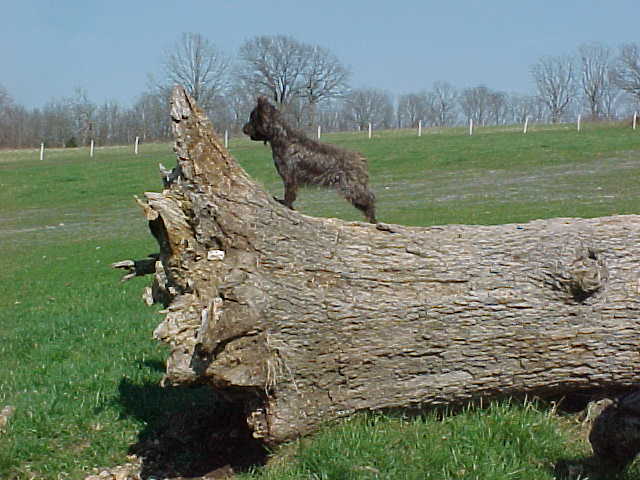 tiggeronfelledtree.jpg