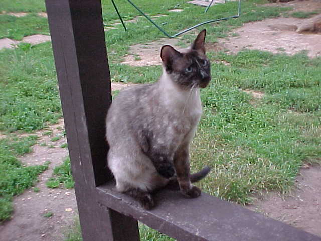 tippy.jpg