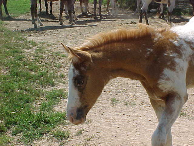 tjjocoltfaceprofile.jpg