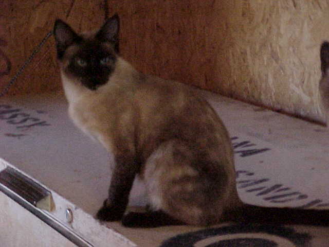 tortiemeanie.jpg