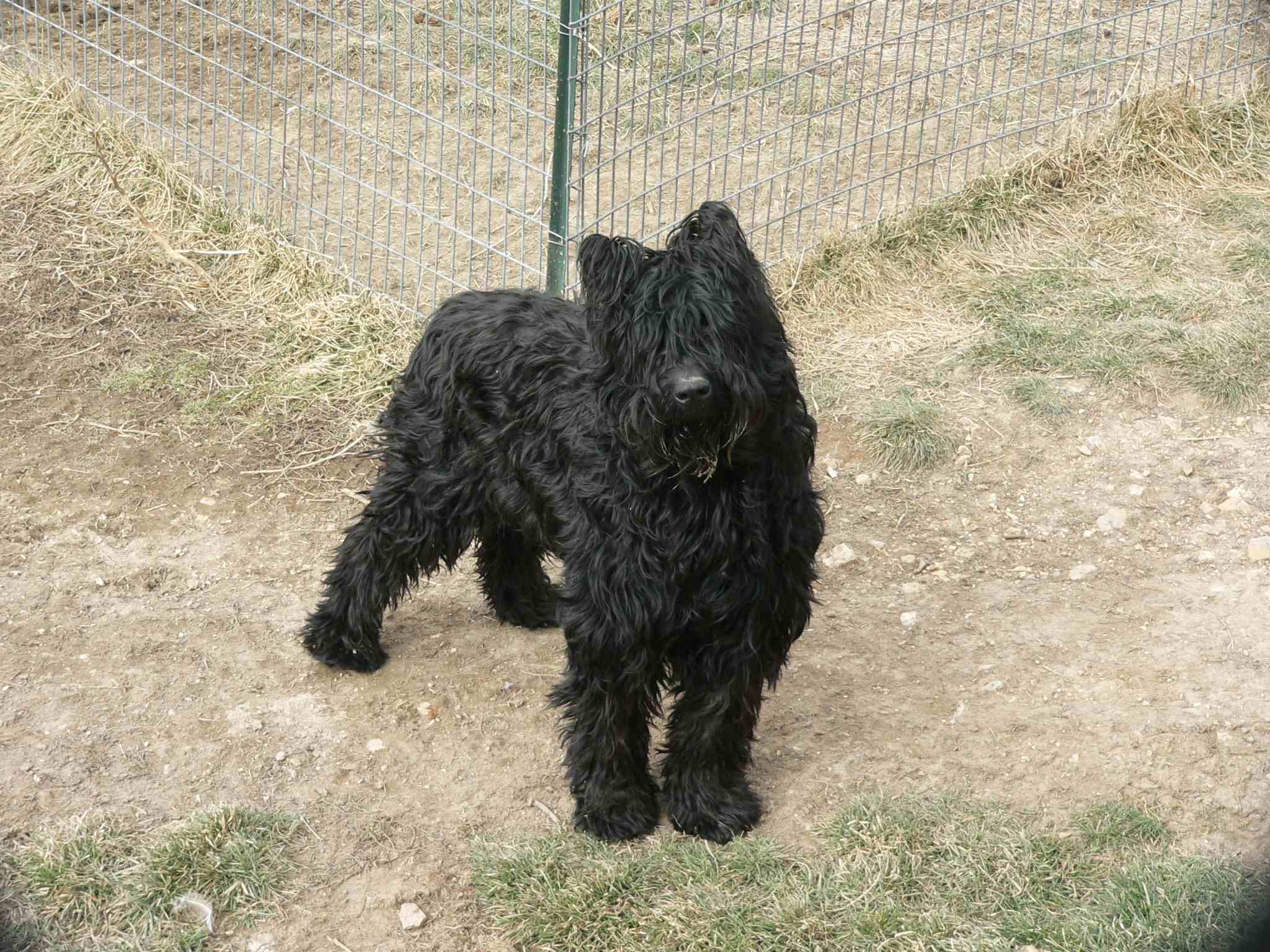 Giant SchnauzerTucker8.jpg
