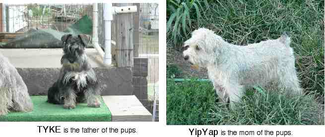 Tyke & YipYap Miniature Schnauzers.