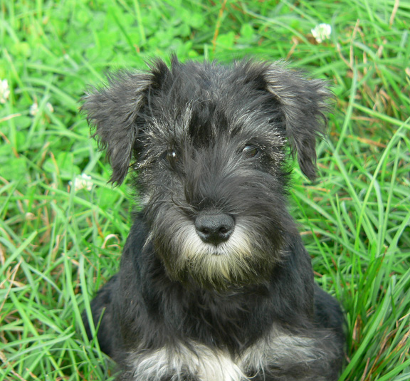 tykeface. Miniature Schnauzer. Sires Toys.jpg
