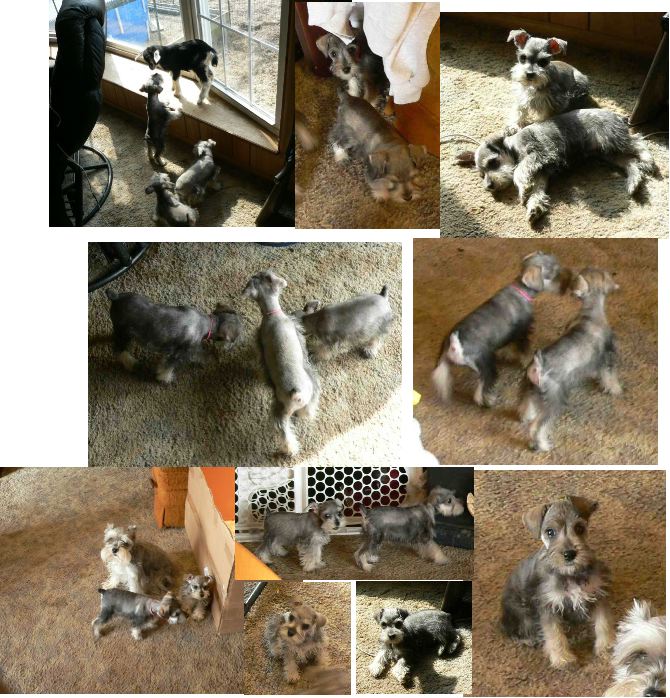 yipyap-tykepups.jpg